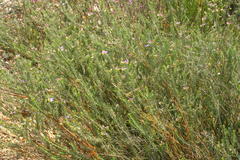 Polygala teretifolia