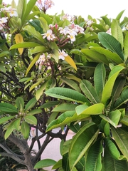 Plumeria
