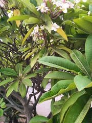 Plumeria