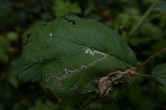 Stigmella splendidissimella