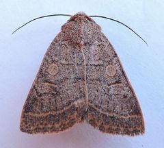 Homorthodes rectiflava