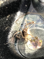 Mitopus