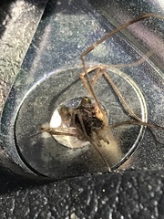 Mitopus