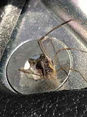 Mitopus