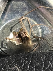 Mitopus