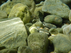 Parablennius sanguinolentus