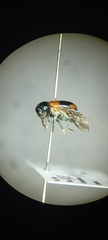 Chrysomelidae