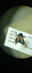 Chrysomelidae