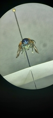 Chrysomelidae