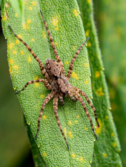 Pardosa xerampelina
