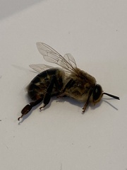 Apis mellifera