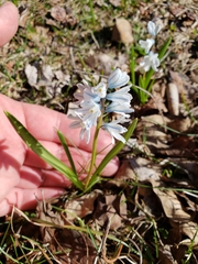 Puschkinia scilloides