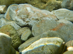 Parablennius sanguinolentus