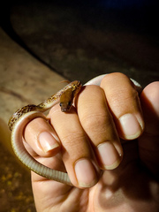 Lycodon anamallensis