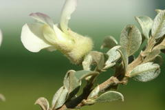 Podalyria myrtillifolia