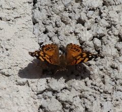 Vanessa annabella