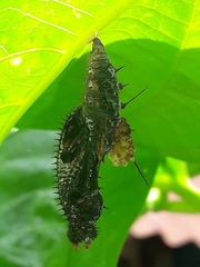 Heliconius hecale