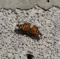 Vanessa annabella