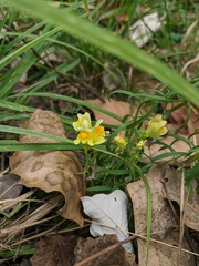 Linaria biebersteinii