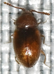 Atomaria fuscata