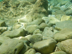 Parablennius sanguinolentus