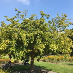 Crataegus germanica