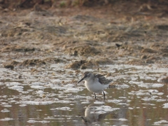 Calidris minuta