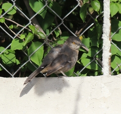 Toxostoma curvirostre