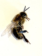 Apis mellifera