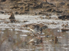 Calidris minuta