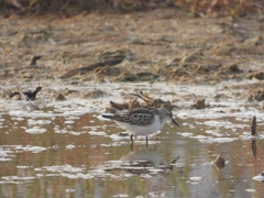 Calidris minuta