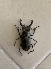 Lucanus sericeus sericeus