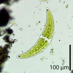 Closterium moniliferum