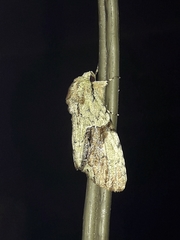 Stauropides persimilis