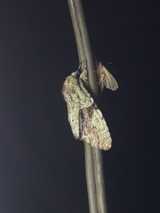 Stauropides persimilis