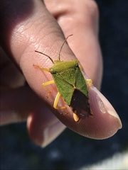 Acanthosoma crassicaudum