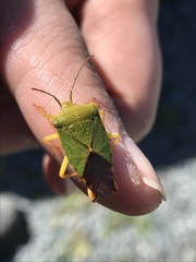Acanthosoma crassicaudum