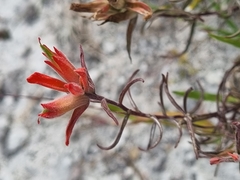 Castilleja stenophylla