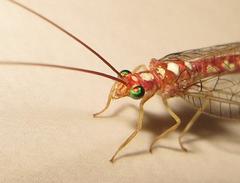 Dysochrysa furcata