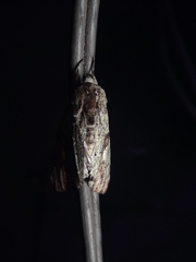 Stauropides persimilis