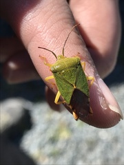 Acanthosoma crassicaudum