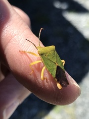 Acanthosoma crassicaudum