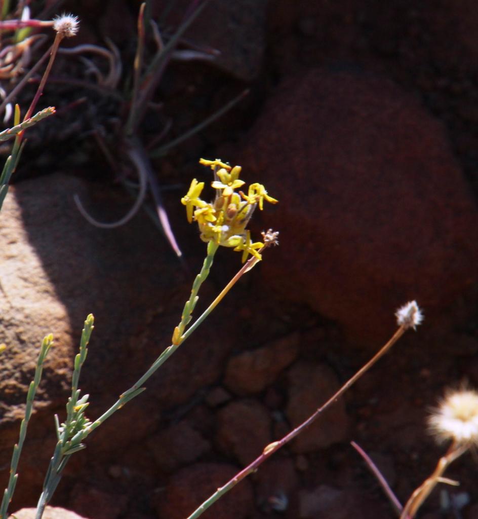 Small-leaf Curryflower