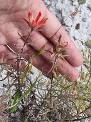 Castilleja stenophylla