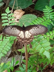 Pachliopta pandiyana