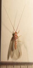 Dysochrysa furcata