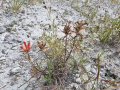 Castilleja stenophylla
