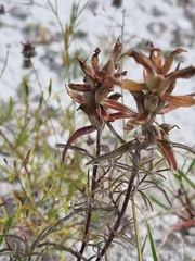 Castilleja stenophylla