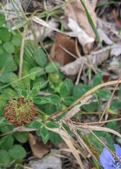 Trifolium ambiguum