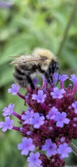 Bombus pascuorum